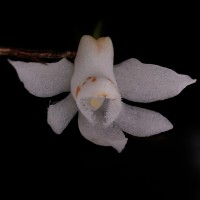 Thrixspermum pulchellum (Thwaites) Schltr.